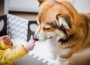 Welsh corgi pembroke dog with a baby toddler, sniffing baby feet