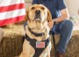 Purina Dog Chow nominate PTSD service dog for Dog Chow Visible Impact Award