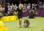 Westminster Dog Show 2019 Herding Group