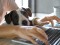 Female,Hands,Working,On,Laptop,With,Cute,Dog