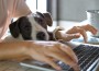 Female,Hands,Working,On,Laptop,With,Cute,Dog