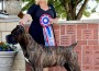 Cane Corso_Adibeir Red Carpet Affair2