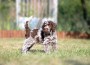 Puppy lagotto romagnolo 1