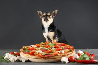 Chihuahua sitting next to a pizza on grey background.