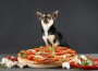 Chihuahua sitting next to a pizza on grey background.