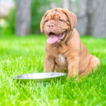 Mastiff puppy drink water from metal bowl on green summer grass