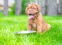 Mastiff puppy drink water from metal bowl on green summer grass