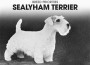 F BP Sealyham Terrier