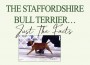 F Staffordshire Bull Terrier