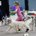 GCH Wingfield ‘N Chebaco Now And Then