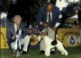 The Wire Fox Terrier, Ch. Starring Joint of Santeric at Great Western winning under judge Peter Winfield from England