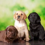 Labrador,Three,Colour,Puppies,Black,Brown,And,Yellow,Together