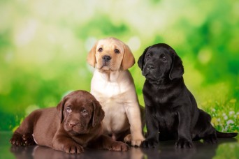 Labrador,Three,Colour,Puppies,Black,Brown,And,Yellow,Together