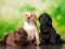 Labrador,Three,Colour,Puppies,Black,Brown,And,Yellow,Together