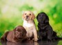 Labrador,Three,Colour,Puppies,Black,Brown,And,Yellow,Together