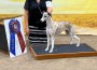 Whippet_StarlineWindbornClassique