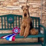 Airedale_Sherwood CK Dexter Haven