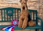 Airedale_Sherwood CK Dexter Haven