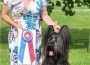 Briard_Ne Orageuxs Nudge Nudge Wink Wink