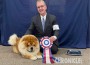 Chow_Barbarys Reigning Royalty CGCA TKN2