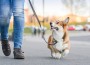 Welsh,Corgi,Pembroke,Dog,Walking,Nicely,On,A,Leash,With