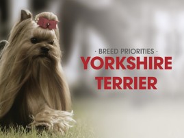 F BP Yorkshire Terr