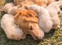 The,Golden,Puppy,Is,Sleeping,In,His,Mother's,Side,In