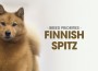 F BP Finnish Spitz