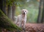 Pretty,Yellow,Labrador,Retriever,Standing,In,A,Forest,Lane