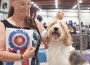 PBGV_Laceys Not My Circus