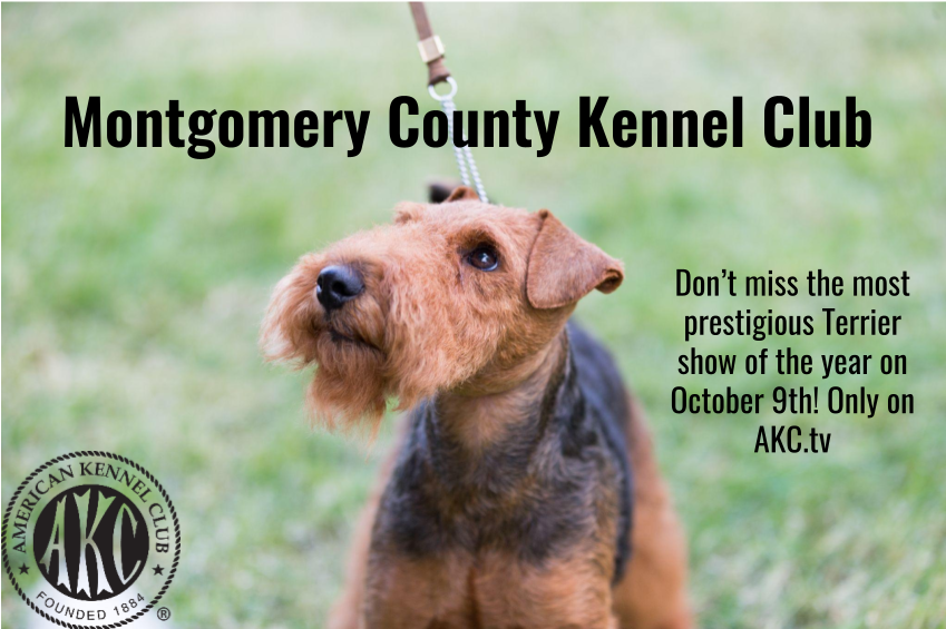 Tune In Alert: Largest Terrier Show to Live Stream on AKC.TV