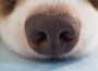 Dog,Nose,,Close-up