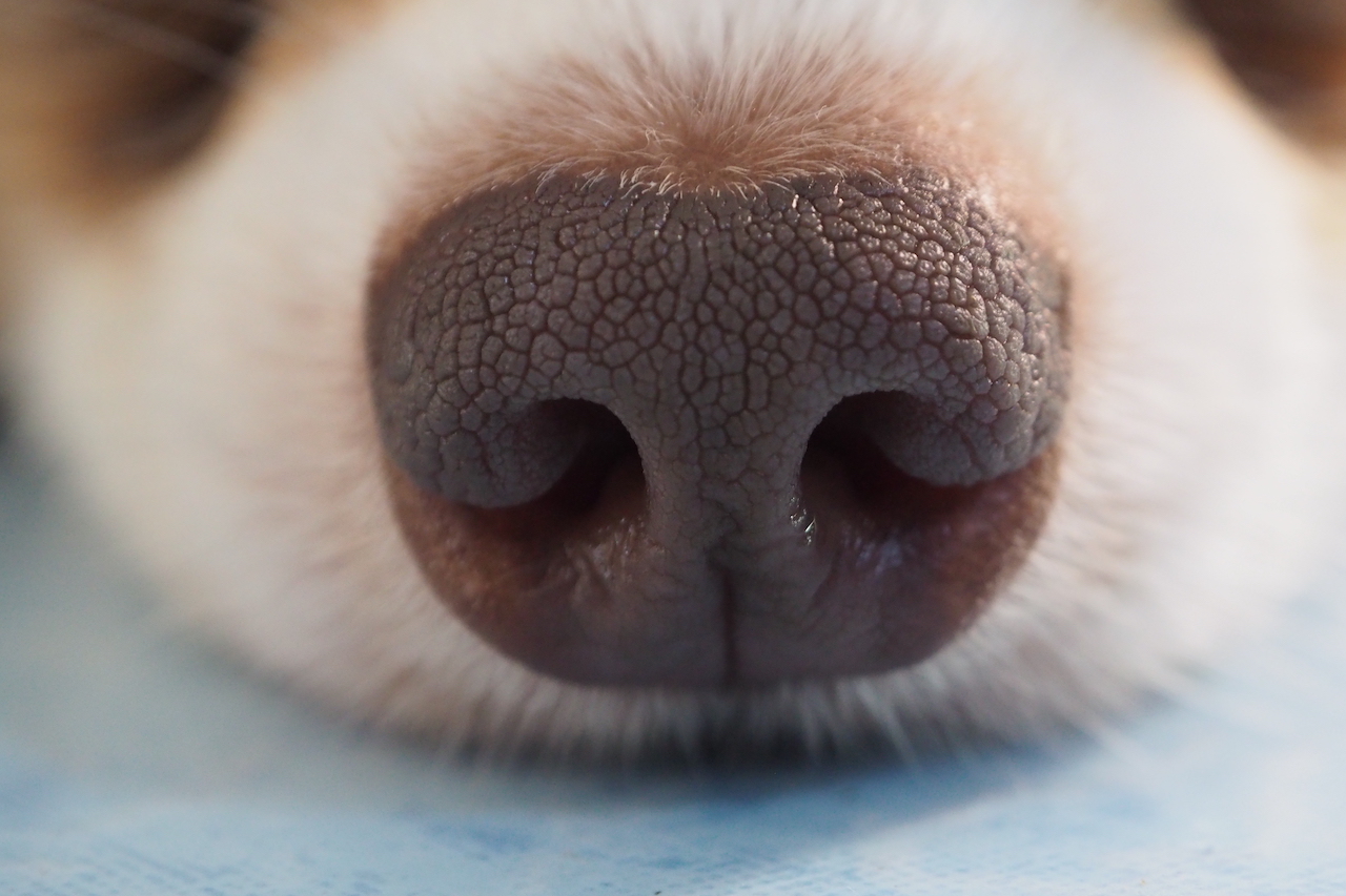 Dogs Can Smell When You re Stressed Canine Chronicle