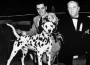 1953 WKC Judge Mr. Alfred W. Barrett · BOB Ch. Boot Black From Dalmatia shown by breeder/owner Wendell Sammet