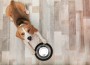 Cute,Beagle,Dog,Lying,On,Floor,Near,Bowl,,Top,View
