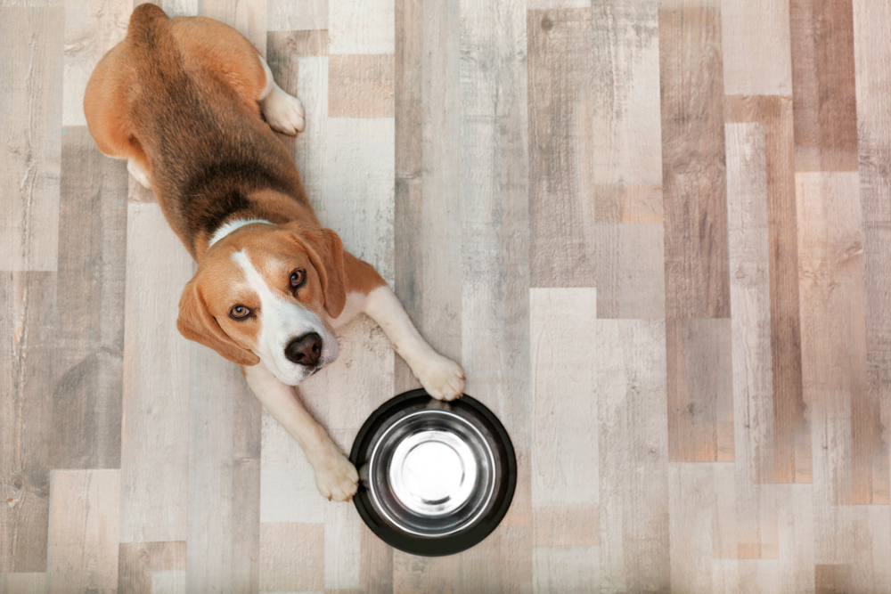 Hill’s Pet Nutrition Faces $2 Billion Lawsuit Alleging Fraudulent Claims Regarding BEG Dog Foods and DCM