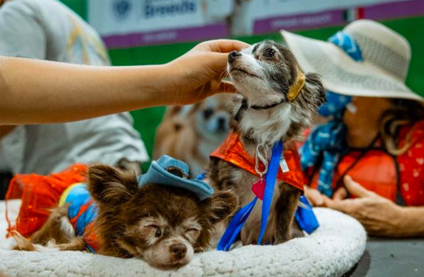 Dogs Set to Take Over NYC with AKC Meet The Breeds Canine Chronicle