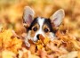 Welsh,Corgi,Puppy,In,Autumn,Leaves