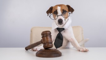 Dog Lawyer