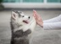 Give,Me,Five,-puppy,Pressing,His,Paw,Against,A,Girl