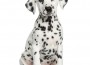 Front,View,Of,A,Dalmatian,Puppy,Sitting,,Facing,,Isolated,On