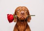 Charming,Red-haired,Vizsla,Dog,With,Eyes,Closed,Holds,A,Red
