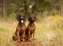 Two,Hunting,Dogs,Breed,Bavarian,Mountain,Hound,Hunting,In,The