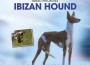 F BP Ibizan Hound F BP Ibizan Hound