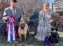 Shar-Pei_Good-Fortune-Good-And-Ready Shar-Pei_Good-Fortune-Good-And-Ready