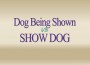 F Dog Being Shown vs Show Dog