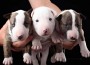 Bull-Terrier-puppies-being-held-up-in-two-hands.