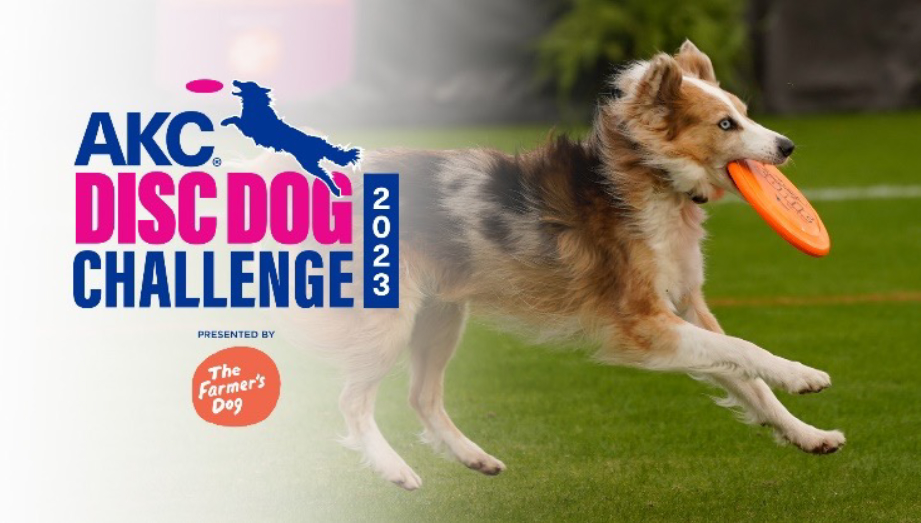 Catch This! AKC Disc Dog Challenge to Premiere on ESPN2 Canine Chronicle