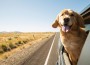 Golden,Retriever,Dog,On,A,Road,Trip