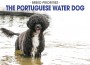 F BP Portuguese Water Dog